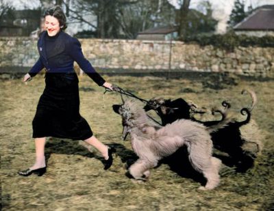 18th February 1937 Dog breeder Molly Sharpe exercises her Afghan hounds before a show in Glasgow
