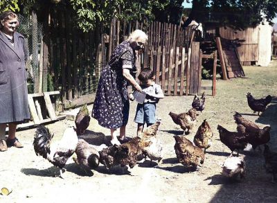 A Woman and Boy feeding Hens at Egypt Farm, Tollcross, Glasgow 1950s
